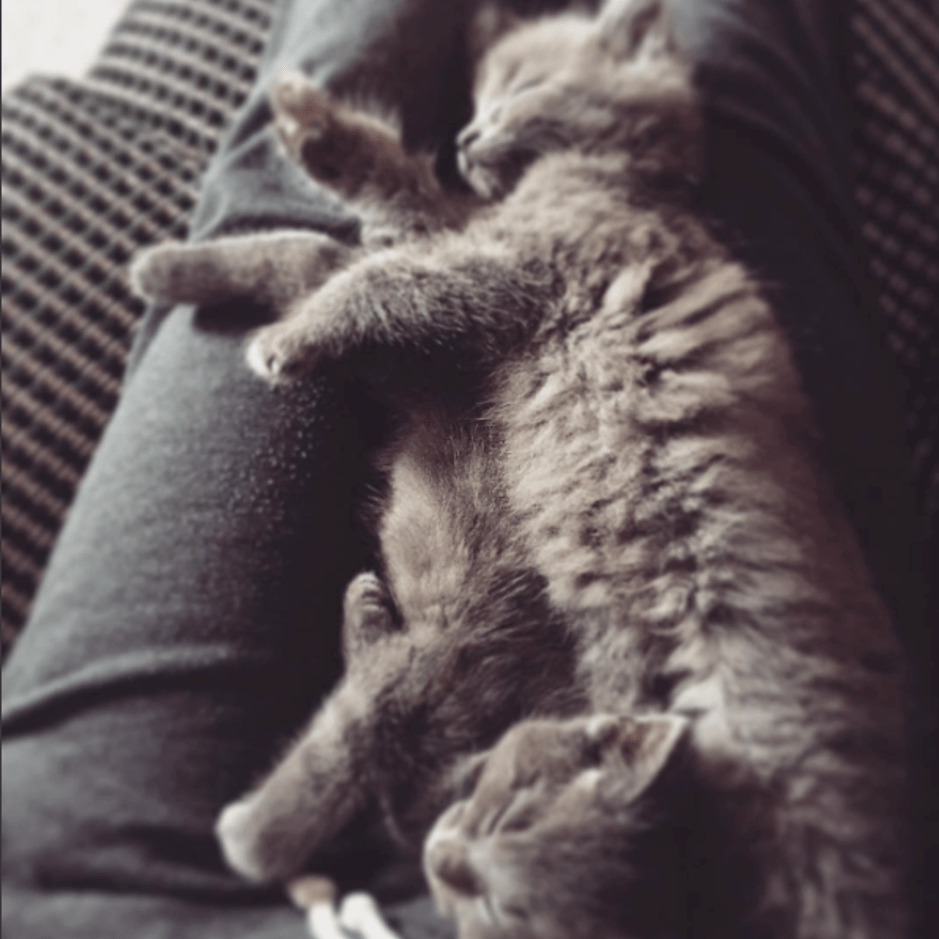 Fox and Scully (yes, names after&nbsp;that&nbsp;Fox and Scully) sleeping peacefully (and ever so cutely) after hours of playing!