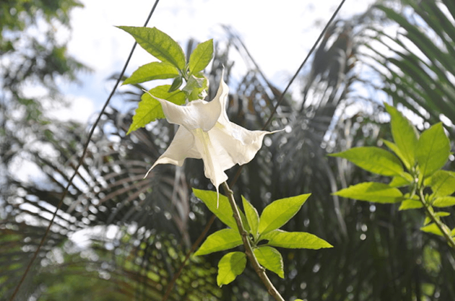 Quite a beautiful flower from which "Burundanga" (Scopolamine) is extracted (Jorge Láscar, Wikimedia)&nbsp;