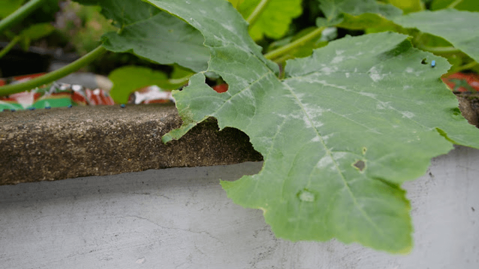 Evidence of midnight snacking on our courgette plant leaves!
